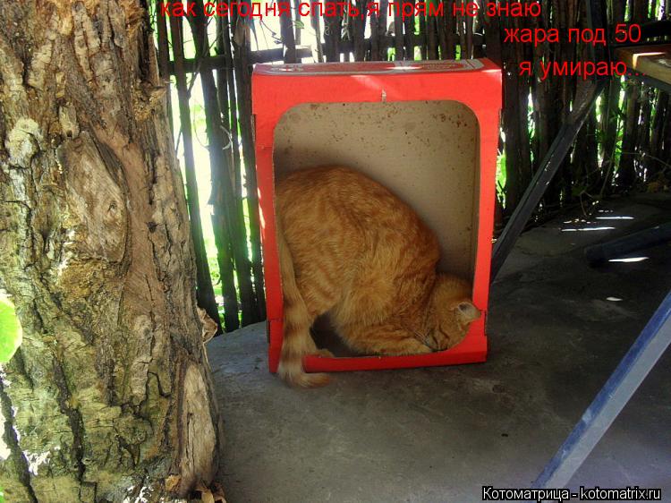 Котоматрица: как сегодня спать,я прям не знаю как сегодня спать,я прям не знаю жара под 50 я умираю...