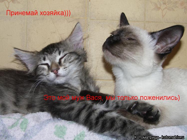 Котоматрица: Принемай хозяйка))) Это мой муж Вася, мы только поженились)