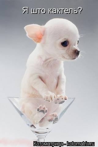Котоматрица: Я што кактель?