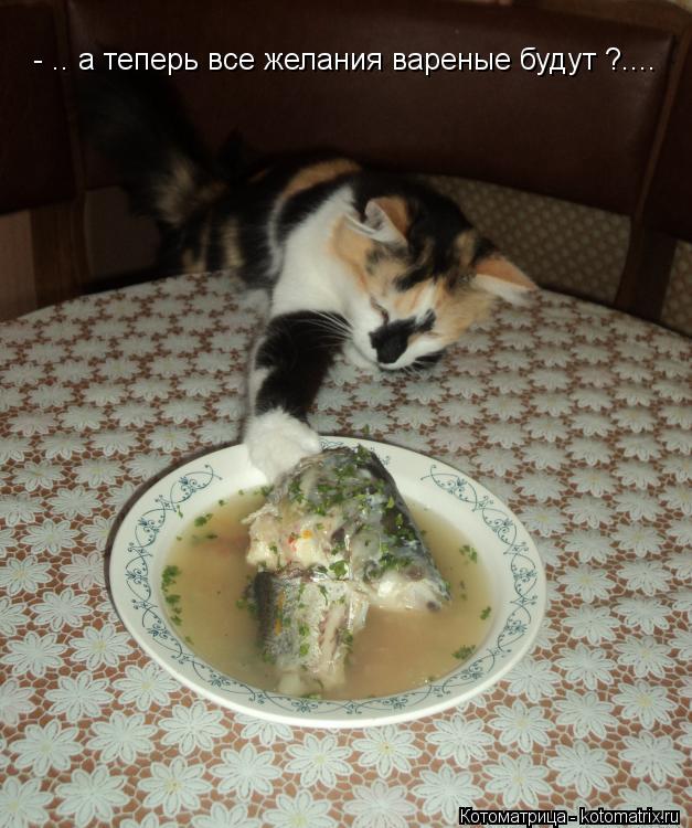- .. а теперь все желания вареные будут ?....... Котоматрица: - .. а теперь все желания вареные будут ?....