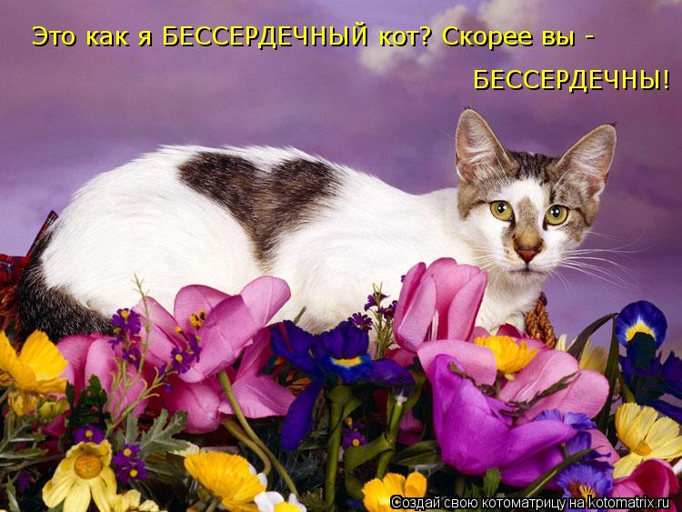 Котоматрица: Это как я БЕССЕРДЕЧНЫЙ кот? Скорее вы - БЕССЕРДЕЧНЫ!