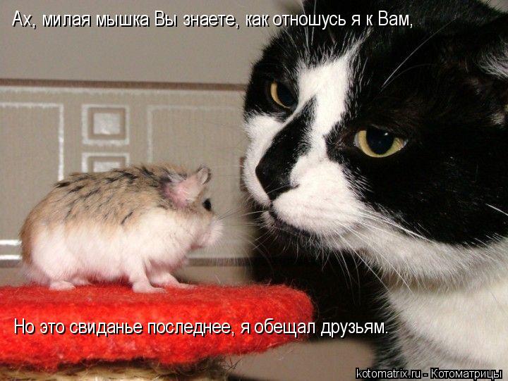 Ах, милая мышка Вы знаете, как отношусь я к Вам, Но это свиданье последнее, я обещал друзьям.... Котоматрица: Ах, милая мышка Вы знаете, как отношусь я к Вам, Но это свиданье последнее, я обещал друзьям.
