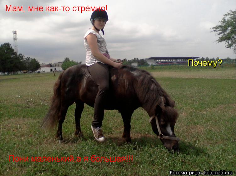 Мам, мне как-то стрёмно! Почему? Пони маленький,а я большая!!!... Котоматрица: Мам, мне как-то стрёмно! Почему? Пони маленький,а я большая!!!