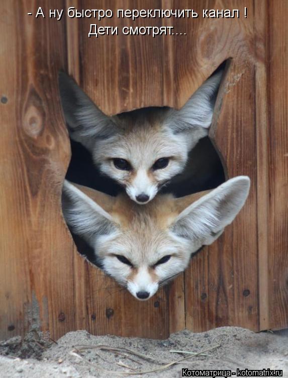 Котоматрица: - А ну быстро переключить канал ! Дети смотрят....