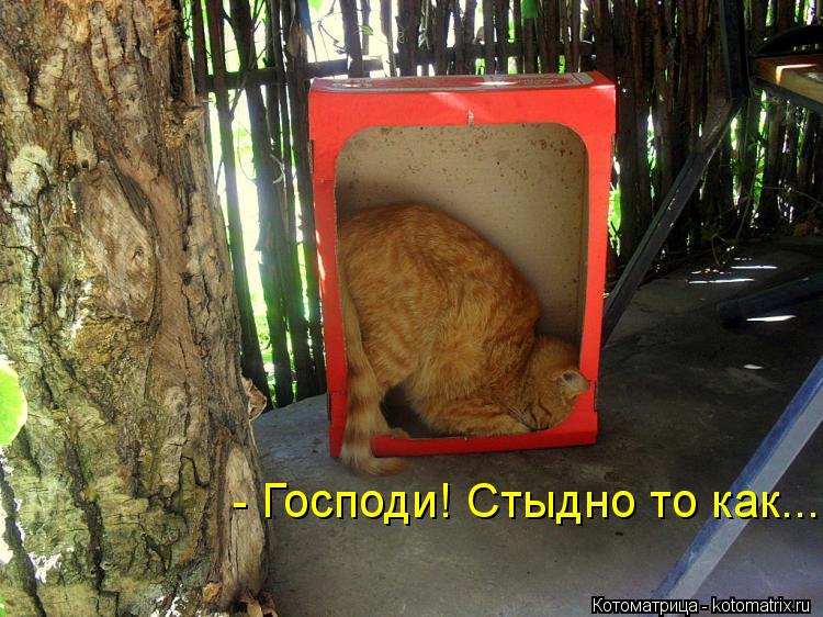 Котоматрица: - Господи! Стыдно то как....