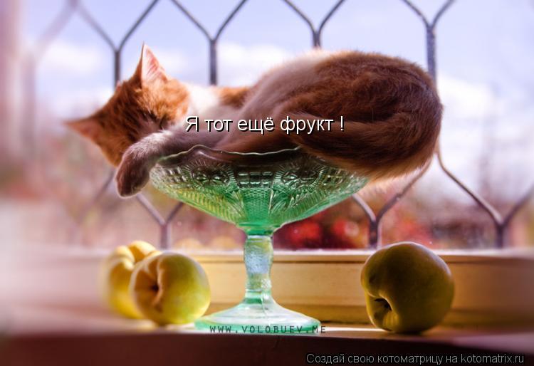 Я тот ещё фрукт !... Котоматрица: Я тот ещё фрукт !