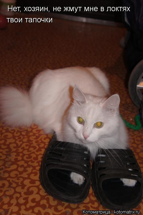 Котоматрица: Нет, хозяин, не жмут мне в локтях твои тапочки