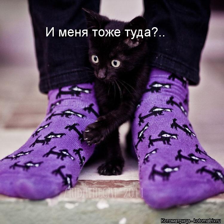 Котоматрица: И меня тоже туда?..