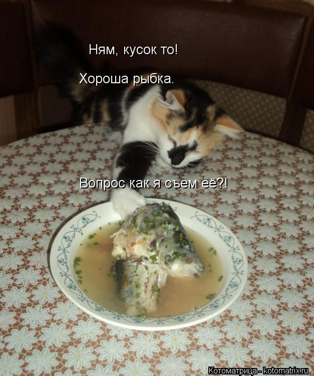 Ням, кусок то! Хороша рыбка. Вопрос как я съем её?!... Котоматрица: Ням, кусок то! Хороша рыбка. Вопрос как я съем её?!
