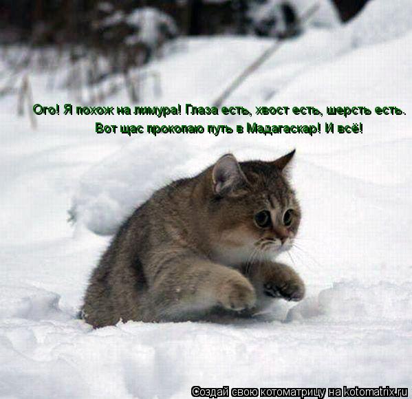 Котоматрица: Ого! Я похож на лимура! Глаза есть, хвост есть, шерсть есть. Вот щас прокопаю путь в Мадагаскар! И всё!