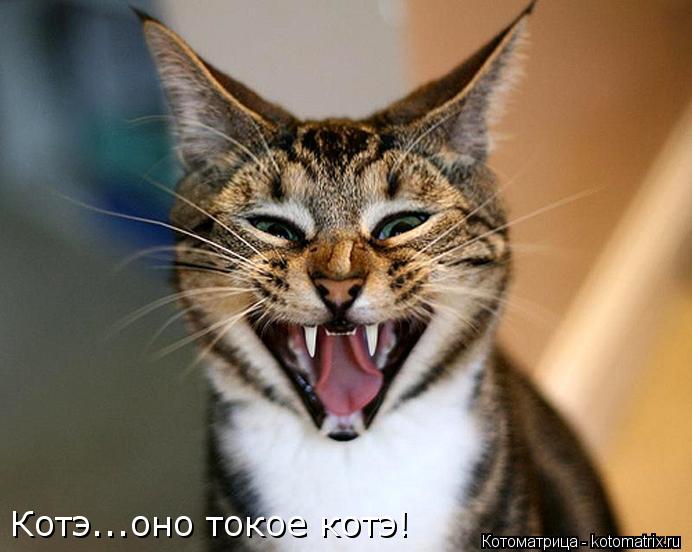 Котэ...оно токое котэ!... Котоматрица: Котэ...оно токое котэ!