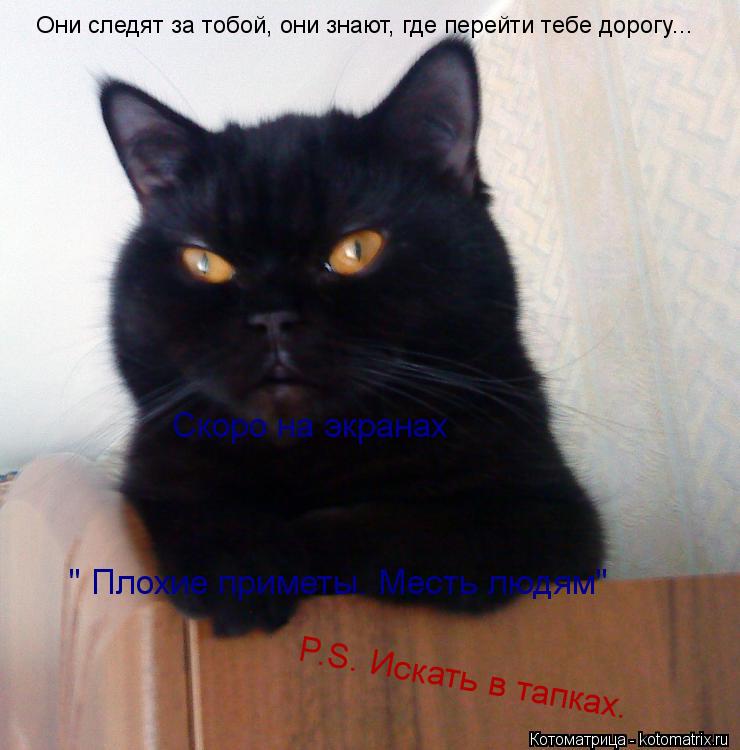 Котоматрица: Они следят за тобой, они знают, где перейти тебе дорогу... Скоро на экранах  " Плохие приметы. Месть людям" P.S. Искать в тапках.