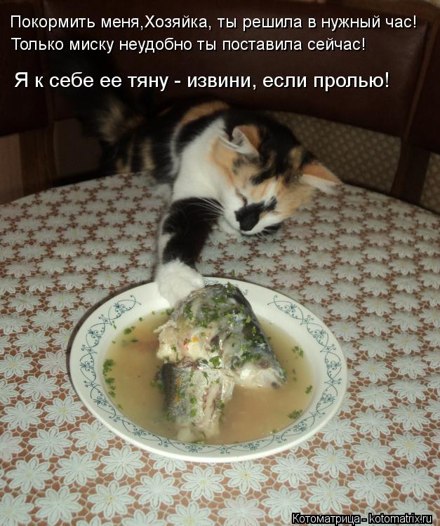 Котоматрица: Покормить меня,Хозяйка, ты решила в нужный час! Только миску неудобно ты поставила сейчас! Я к себе ее тяну - извини, если пролью!