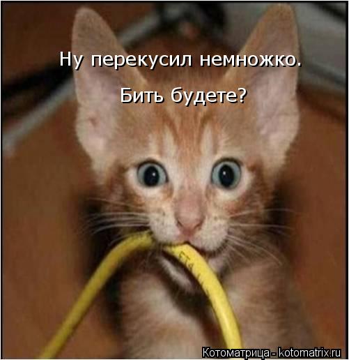 Котоматрица: Ну перекусил немножко. Бить будете?
