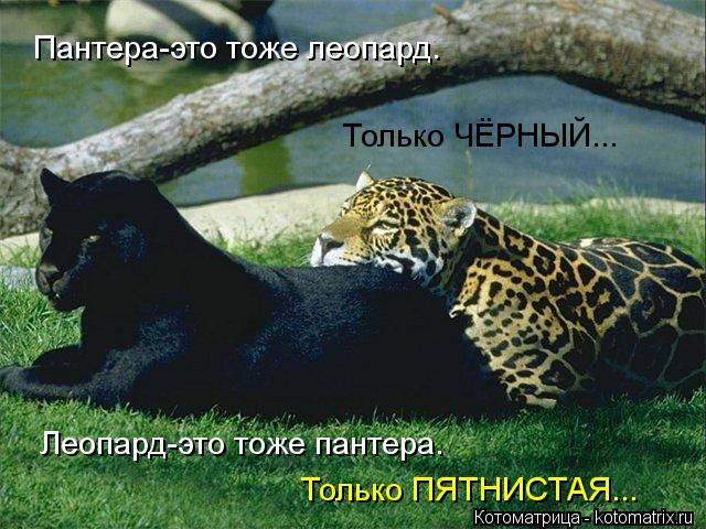 Котоматрица: Пантера-это тоже леопард. Только ЧЁРНЫЙ... Леопард-это тоже пантера. Только ПЯТНИСТАЯ...