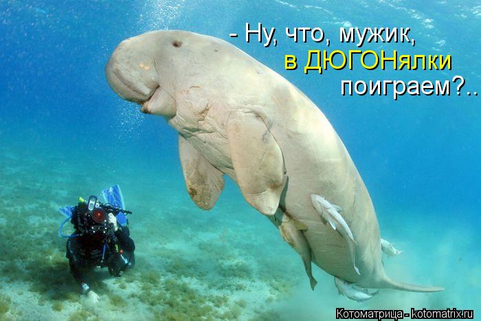 - Ну, что, мужик, в ДЮГОНялки поиграем?..... Котоматрица: - Ну, что, мужик, в ДЮГОНялки поиграем?..