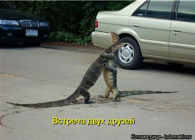 Котоматрица: Встреча двух друзей