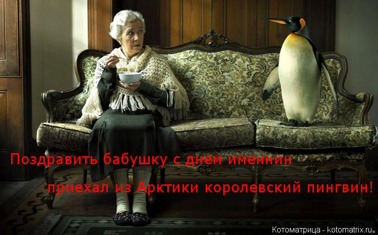 Котоматрица: Поздравить бабушку с днем именнин приехал из Арктики королевский пингвин!