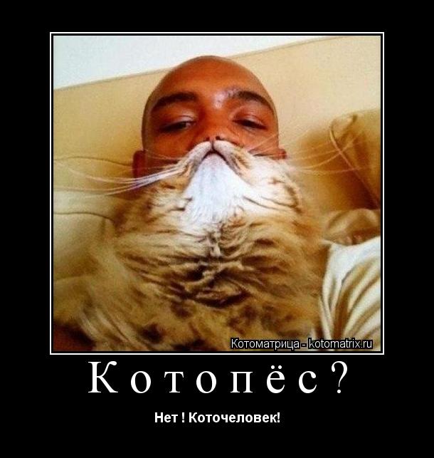Котоматрица: Котопёс? Нет ! Коточеловек!