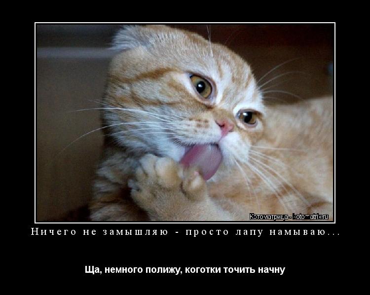 Котоматрица: Ничего не замышляю - просто лапу намываю... Ща, немного полижу, коготки точить начну