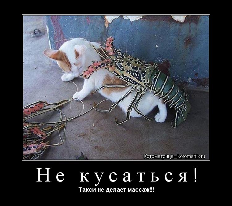 Котоматрица: Не кусаться! Такси не делает массаж!!!