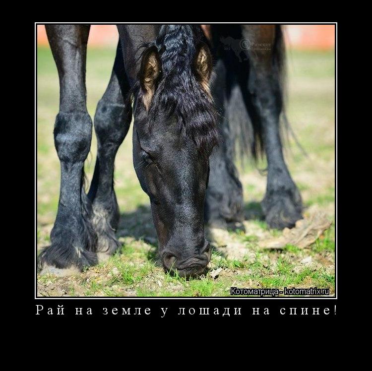 Котоматрица: Рай на земле у лошади на спине! 