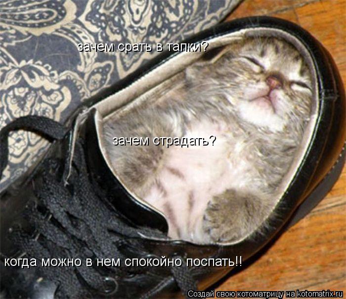 зачем срать в тапки? зачем срать в тапки? зачем страдать? когда можно в нем спокойно поспать!!... Котоматрица: зачем срать в тапки? зачем срать в тапки? зачем страдать? когда можно в нем спокойно поспать!!