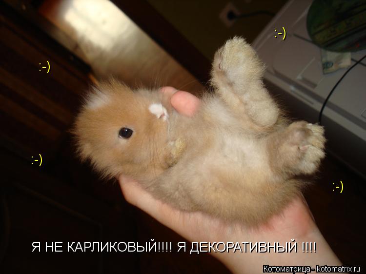 Котоматрица: Я НЕ КАРЛИКОВЫЙ!!!! Я ДЕКОРАТИВНЫЙ !!!! :-) :-) :-) :-)