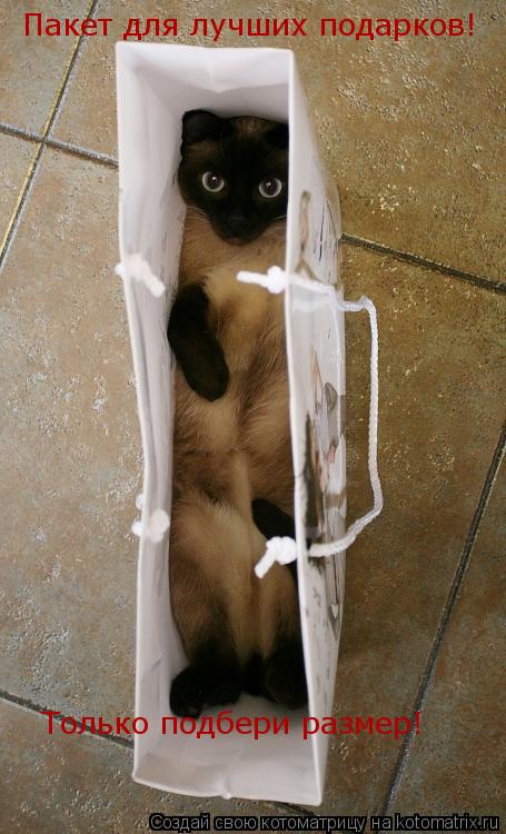 Котоматрица: Пакет для лучших подарков! Только подбери размер!