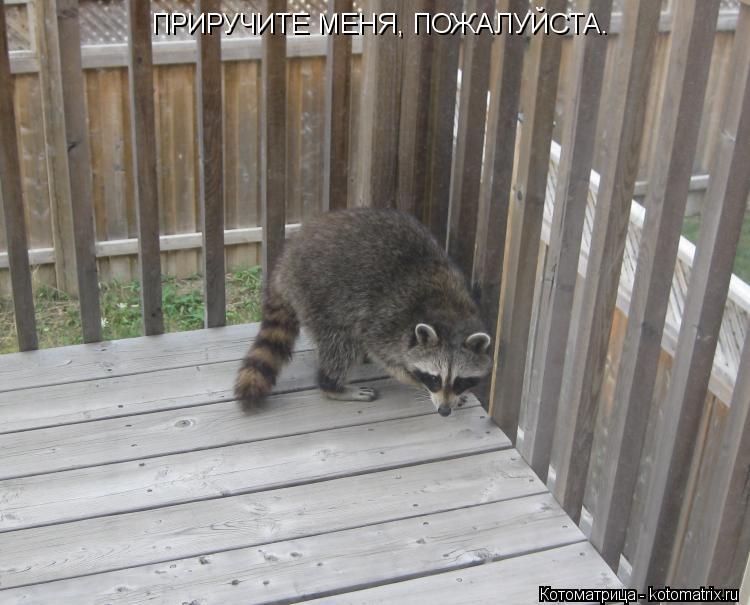 Котоматрица: ПРИРУЧИТЕ МЕНЯ, ПОЖАЛУЙСТА.