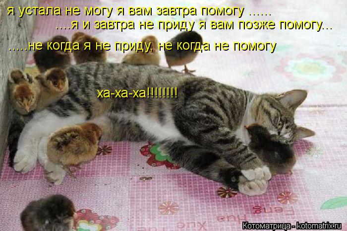 Котоматрица: я устала не могу я вам завтра помогу ...... ....я и завтра не приду я вам позже помогу... .....не когда я не приду, не когда не помогу ха-ха-ха!!!!!!!!