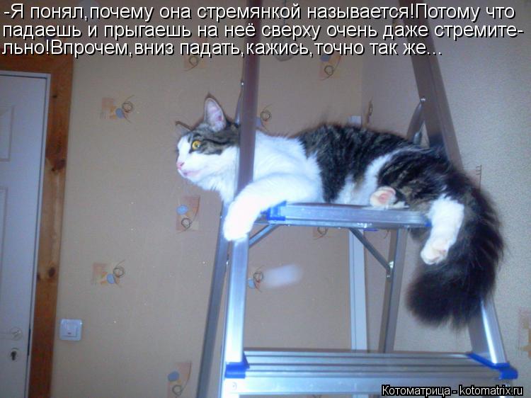 Котоматрица: -Я понял,почему она стремянкой называется!Потому что падаешь и прыгаешь на неё сверху очень даже стремите- льно!Впрочем,вниз падать,кажись,