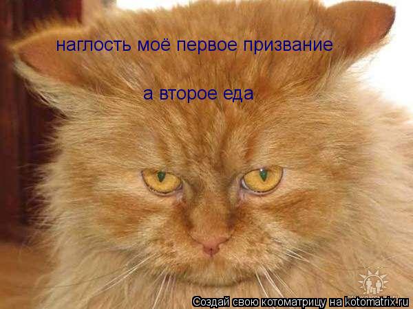 Котоматрица: наглость моё первое призвание а второе еда