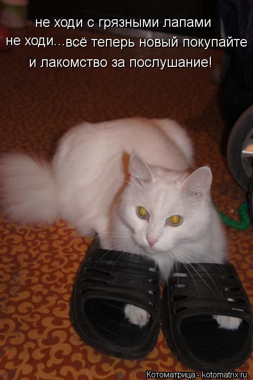 Котоматрица: не ходи с грязными лапами не ходи....... всё теперь новый покупайте и лакомство за послушание!
