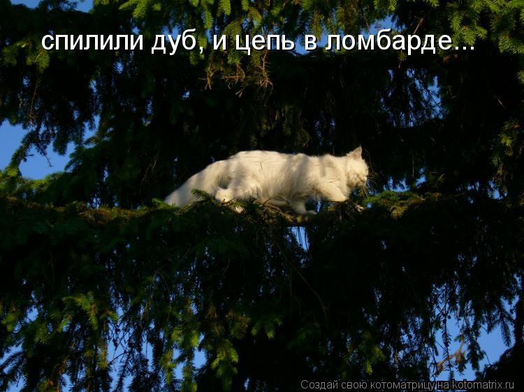 Котоматрица: спилили дуб, и цепь в ломбарде...