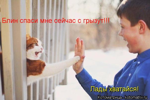 Котоматрица: Блин спаси мне сейчас с грызут!!! Лады хватайся!