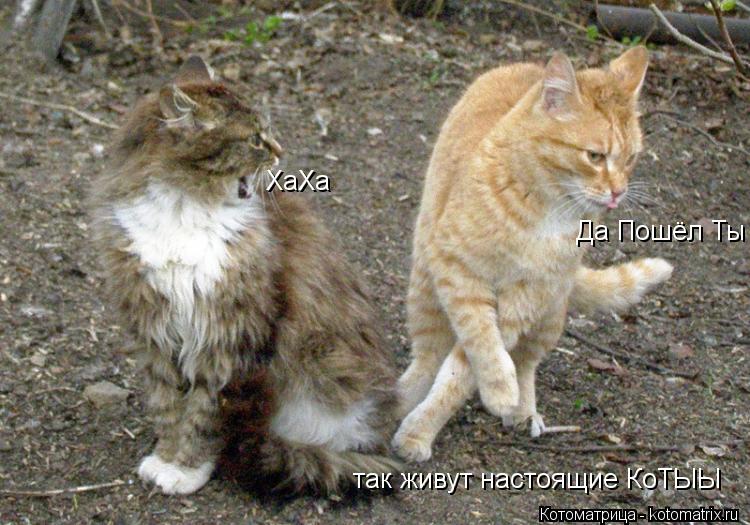 Котоматрица: ХаХа Да Пошёл Ты так живут настоящие КоТЫЫ