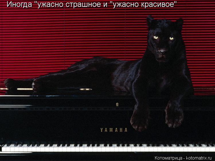 Котоматрица: Иногда "ужасно страшное и "ужасно красивое"