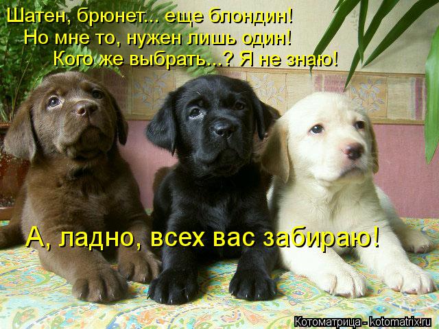 Котоматрица: Шатен, брюнет... еще блондин! Но мне то, нужен лишь один! Кого же выбрать...? Я не знаю! А, ладно, всех вас забираю!