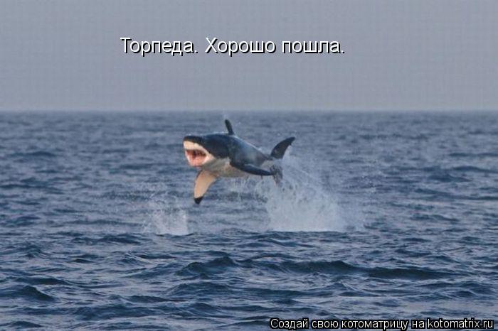Торпеда. Хорошо пошла.... Котоматрица: Торпеда. Хорошо пошла.