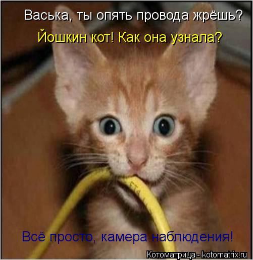 Васька, ты опять провода жрёшь? Йошкин кот! Как она узнала? Всё просто, камера наблюдения!... Котоматрица: Васька, ты опять провода жрёшь? Йошкин кот! Как она узнала? Всё просто, камера наблюдения!