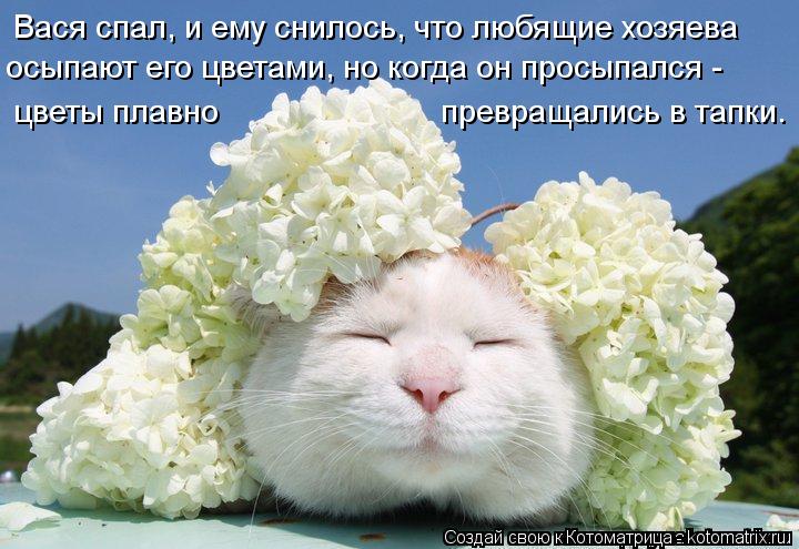 Котоматрица: Вася спал, и ему снилось, что любящие хозяева осыпают его цветами, но когда он просыпался -  цветы плавно                         превращались в тапки.