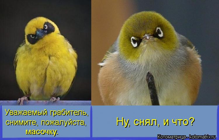 Котоматрица: Уважаемый грабитель, снимите, пожалуйста, масочку. Ну, снял, и что?