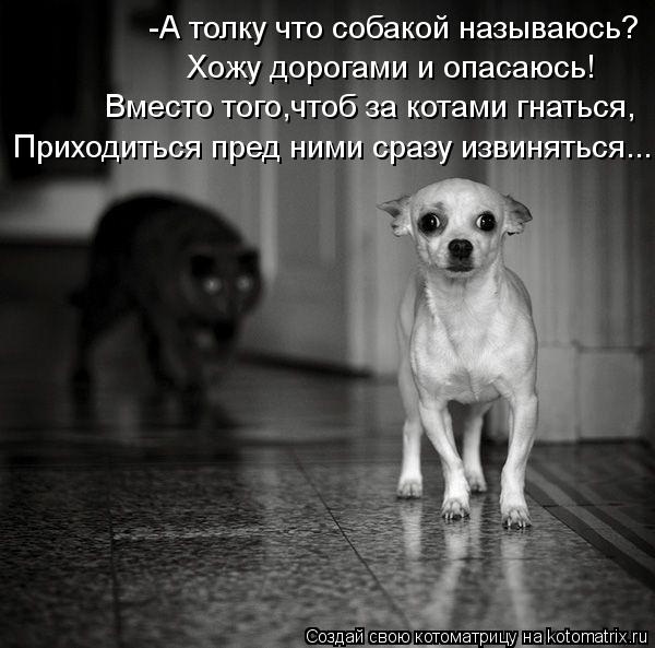 Котоматрица: -А толку что собакой называюсь? Хожу дорогами и опасаюсь! Вместо того,чтоб за котами гнаться, Приходиться пред ними сразу извиняться...