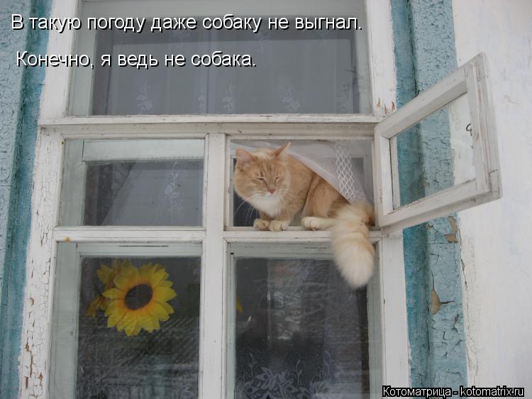 Котоматрица: В такую погоду даже собаку не выгнал. Конечно, я ведь не собака.