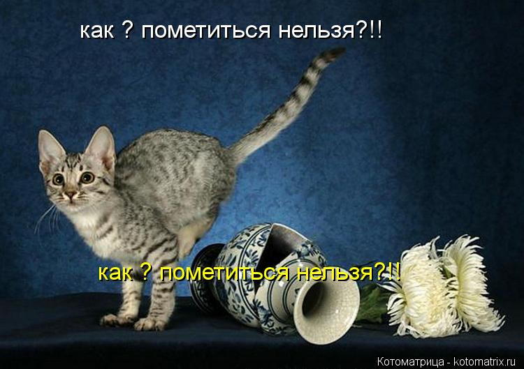 Котоматрица: как ? пометиться нельзя?!! как ? пометиться нельзя?!!
