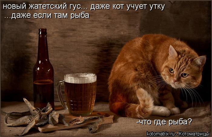 Котоматрица: новый жатетский гус... даже кот учует утку -что где рыба? ...даже если там рыба