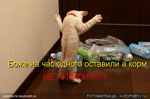 Котоматрица: Боже на час одного оставили а корм НЕ КУПИЛИ!!!!!!!!