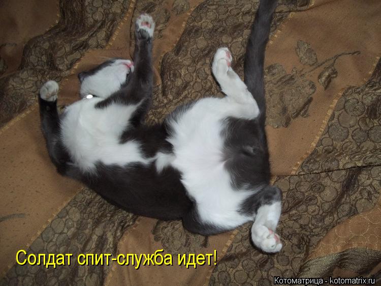 Котоматрица: Солдат спит-служба идет!