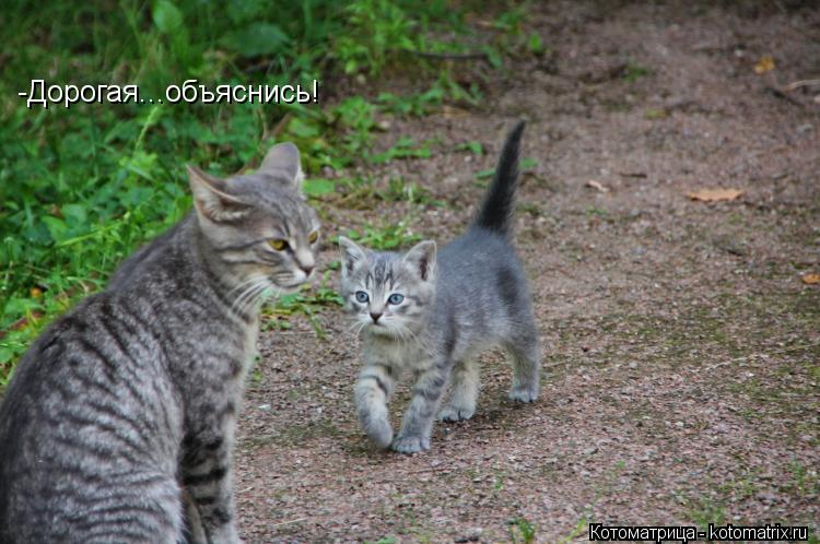 Котоматрица: -Дорогая...объяснись!